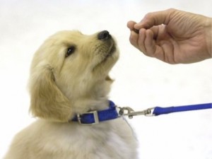 puppy-training-to-sit